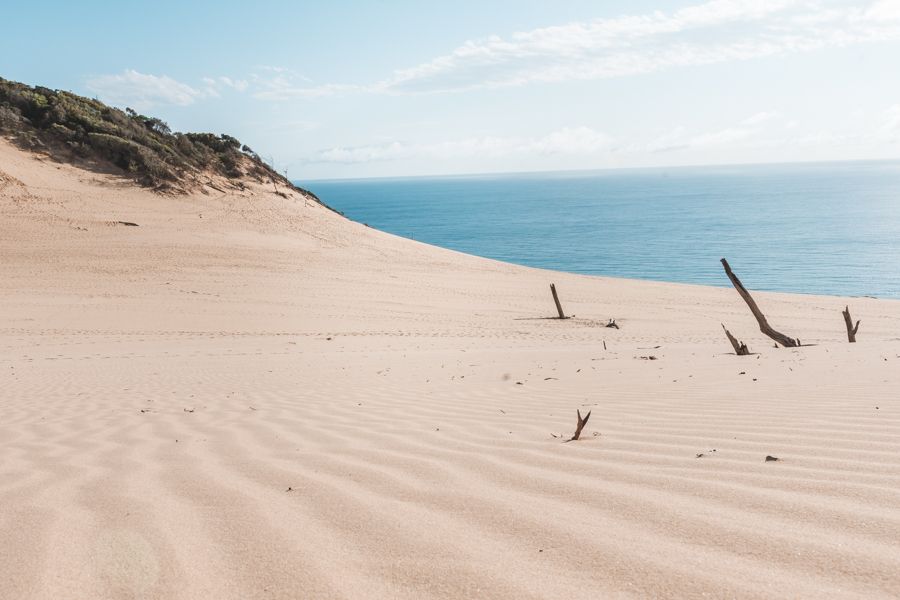 Carlo Sand Blow with golden sand and blue ocean in the background