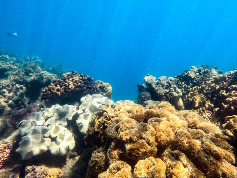 Snorkelling Whitsundays