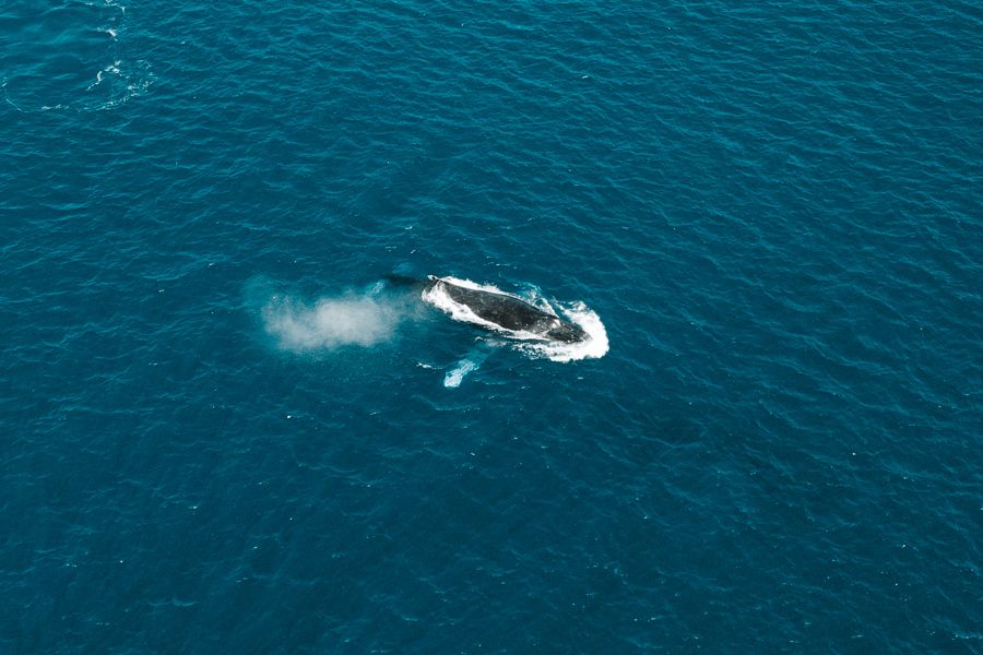 aerial view of a whale swimming near the ocean surface near K'gari