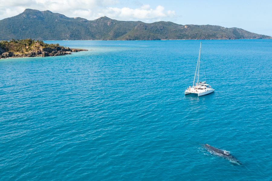 whale swimming near a catamaran in the Whitsundays