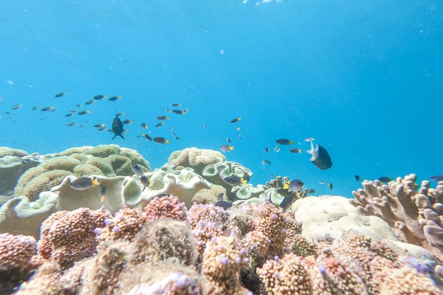 Coral garden with tropical fish