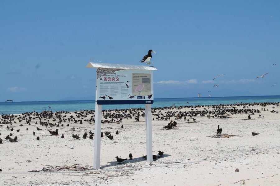 bird on sign for Michaelmas cay