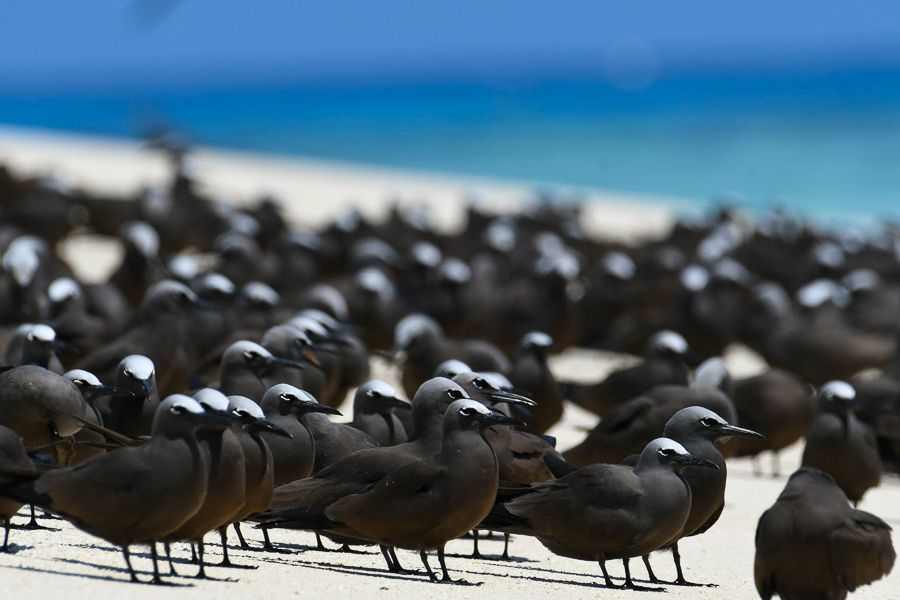 birds on michaelmas cay