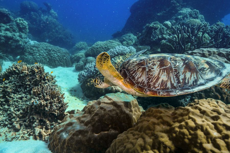 Sea turtle amongst coral formations on the Great Barrier Reef