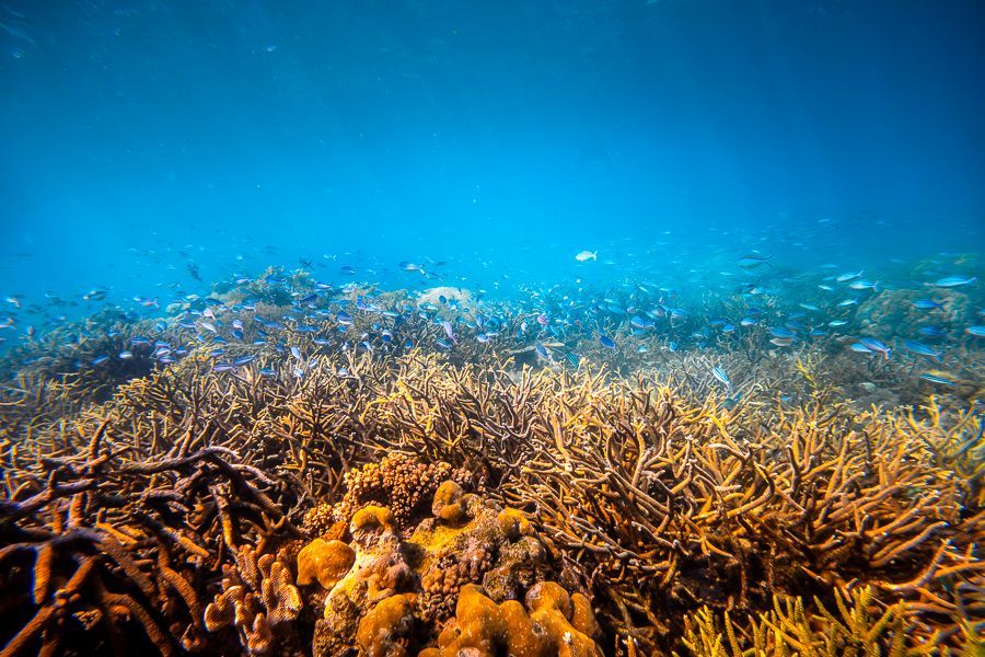 Great Barrier Reef underwater shot of the great barrier reef