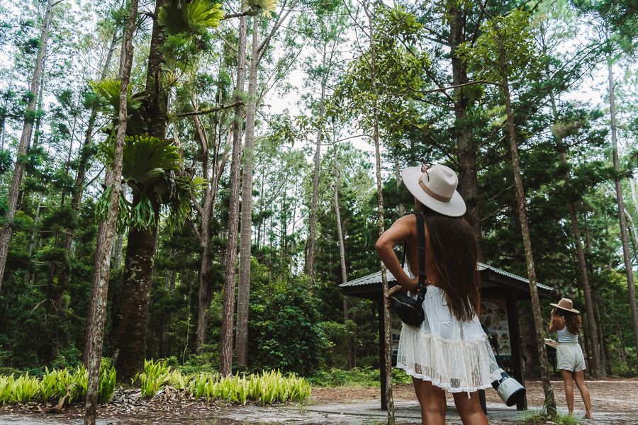 Fraser Island Rainforest