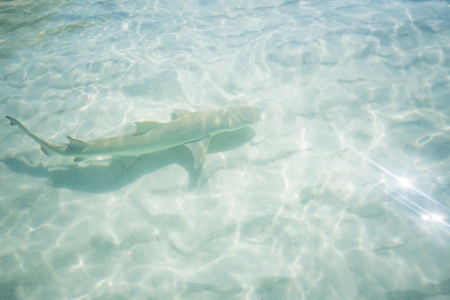 Baby Lemon Shark swimming in Hill Inlet, Whitsundays