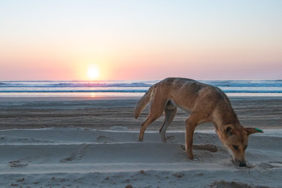 Dingoes Fraser Island, Australia 75 mile beach