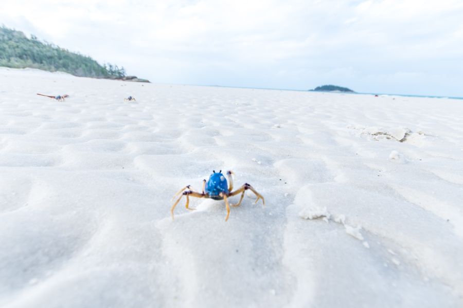 Soldier Crab Whitehaven Beach Whitsundays