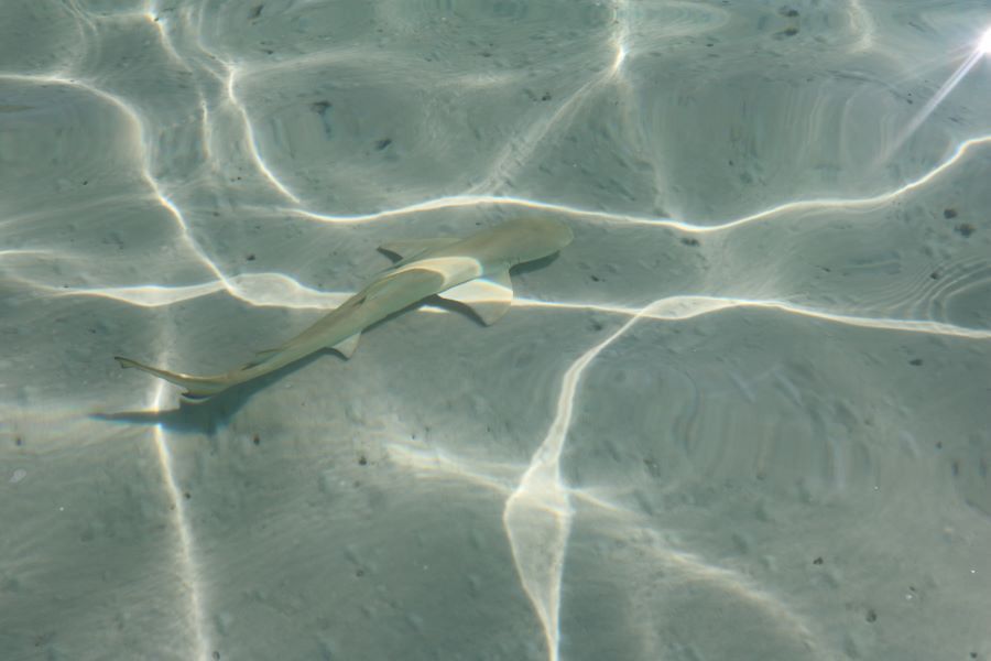 Baby lemon shark whitehaven beach whitsundays