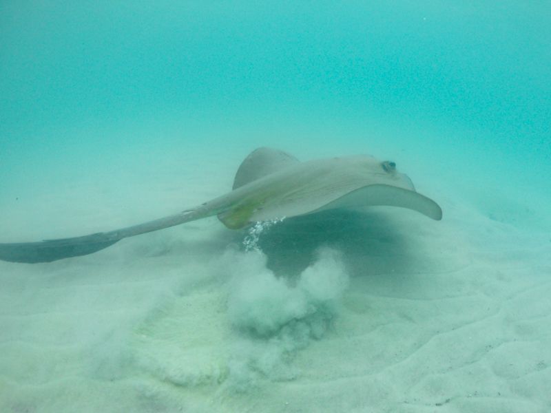 Stingray Whitehaven Beach Whitsundays Australia