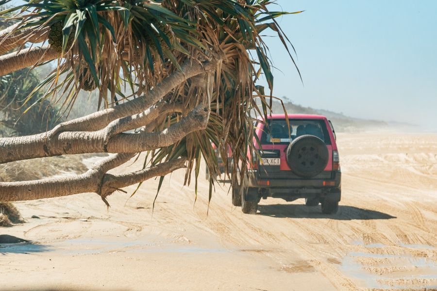 cars driving through forest near k'gari beach