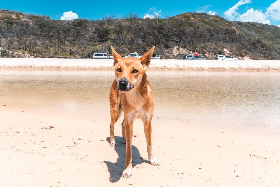 Dingo on the beach on Fraser Island