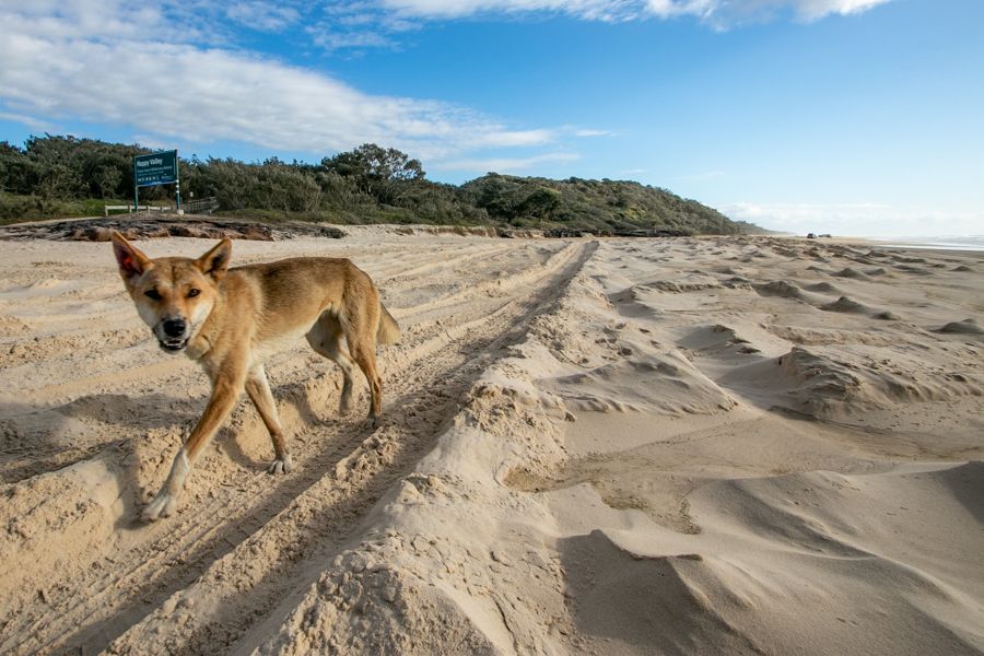 dingo tours fraser island