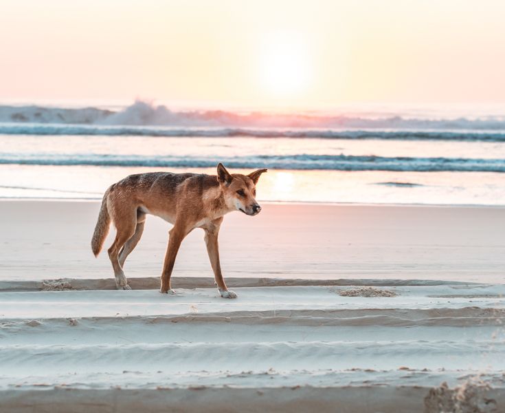 Sailing Whitsundays Hero Image For Dingo-Proof Fence Guide for K'gari (Fraser Island)