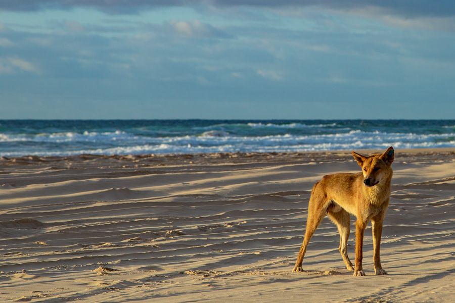 Dingo on the beach