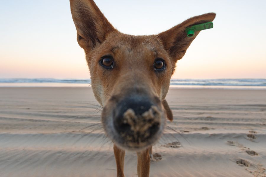 close up dingo