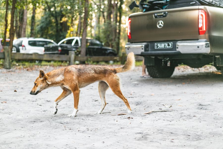 dingo walking near car