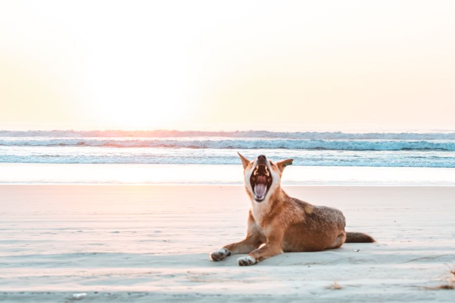 Dingo Fraser Island