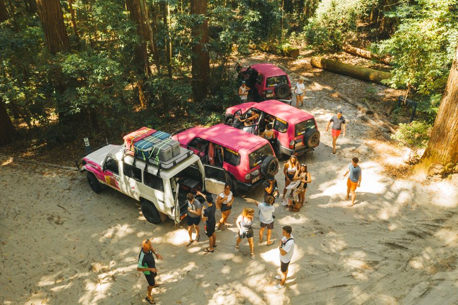 Fraser Dingo Tag-Along Tours in Pile Valley on Fraser Island