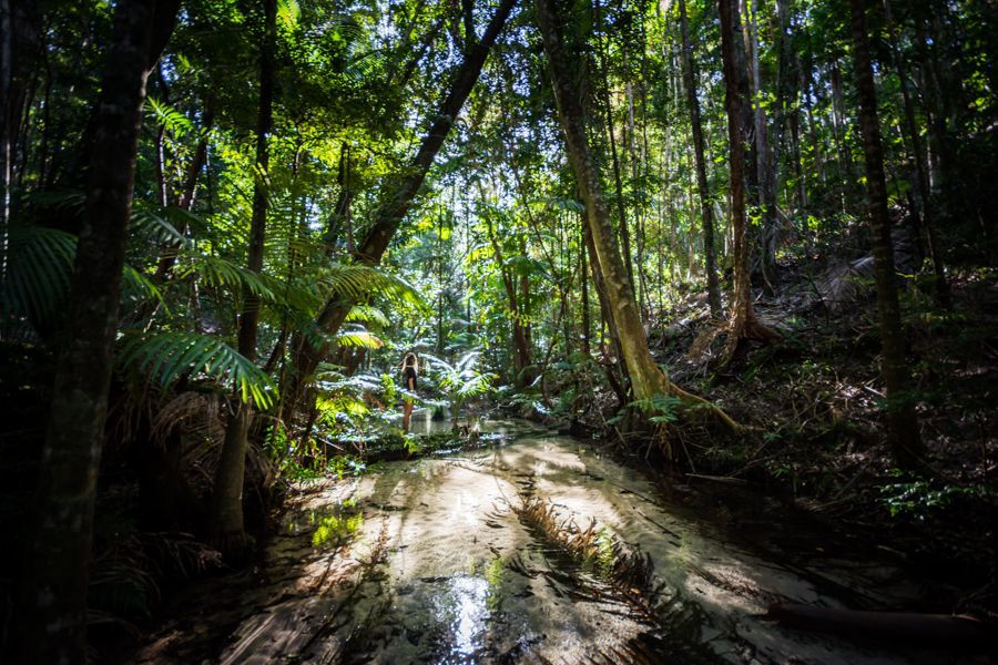 peaceful rainforest setting with creek and giant ferns