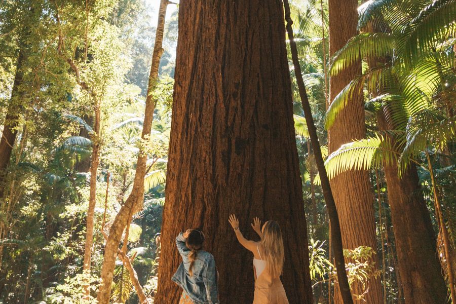 Two people reaching up at a satinary tree