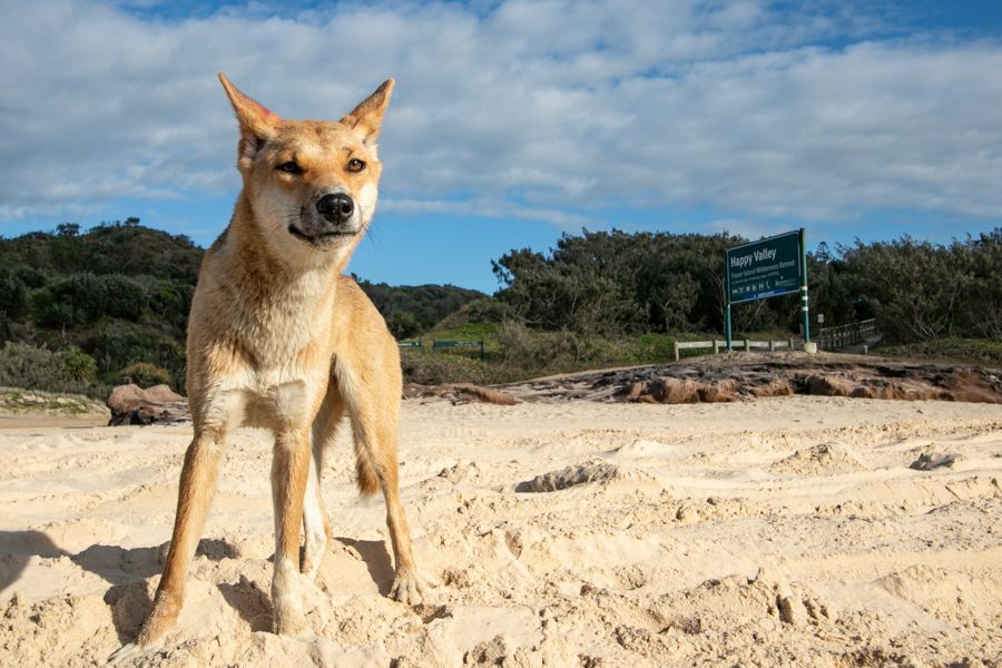 dingo, fraser island