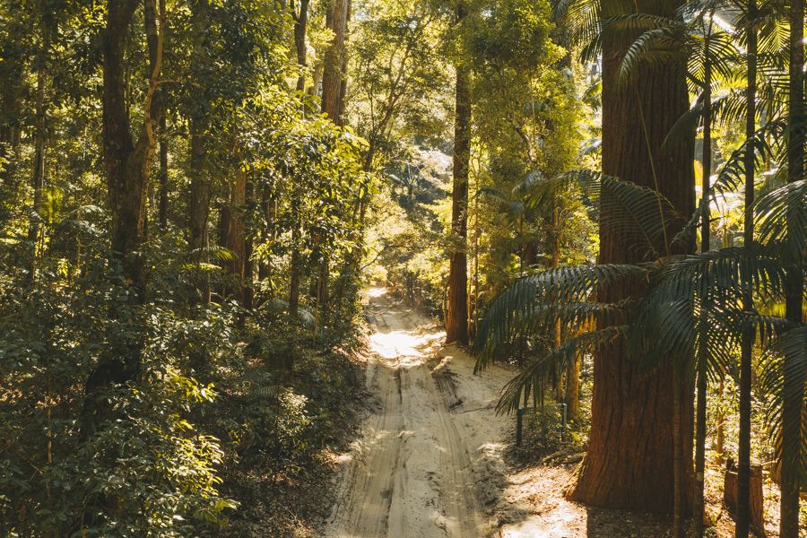 rainforest, fraser island