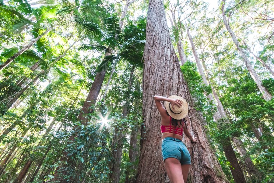 woman gazing up at the trees in Central Station, Fraser Island