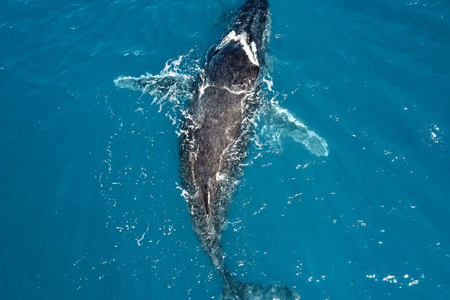 Whale swimming off the coast of Fraser Island, Queensland