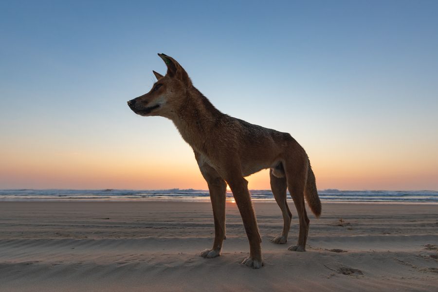 Dingo standing on the beach on Fraser Island beach at sunset