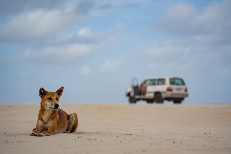 dingo lying by the beach on kgari fraser island