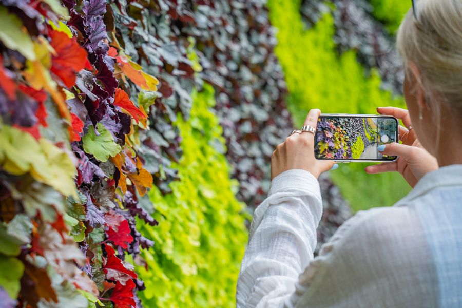 Person taking a photo of plants in the botanical gardens