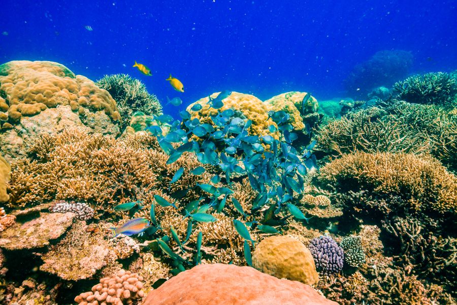 Cairns reef with blue fish and underwater coral