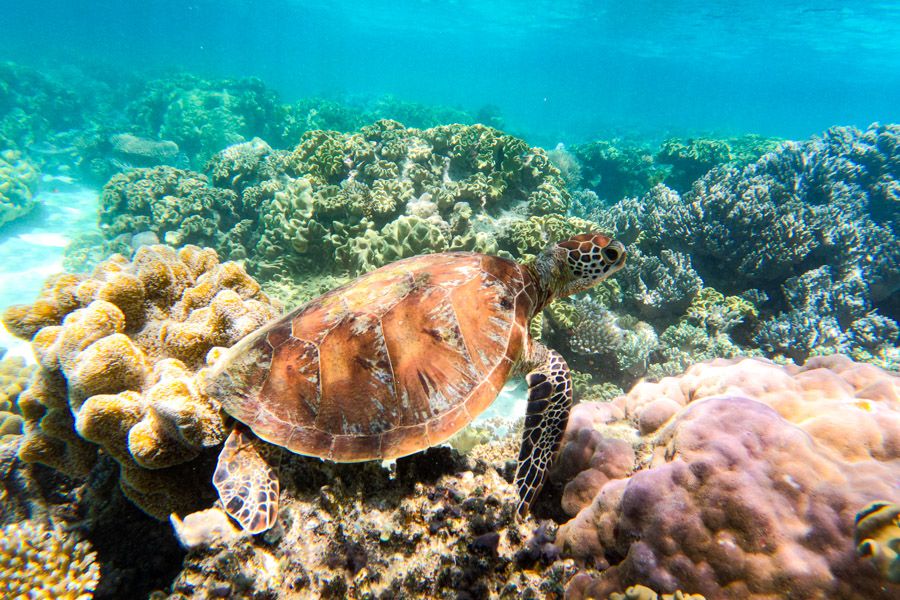 Turtle in the Great Barrier Reef, Cape Tribulation, Australia