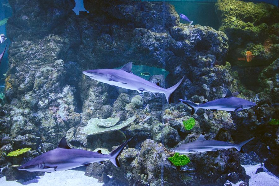 Group of sharks, Australia