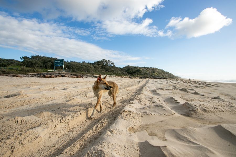 dingo in the sand on 75 mile beach K'gari