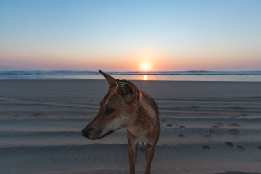 dingo on the beach at sunrise