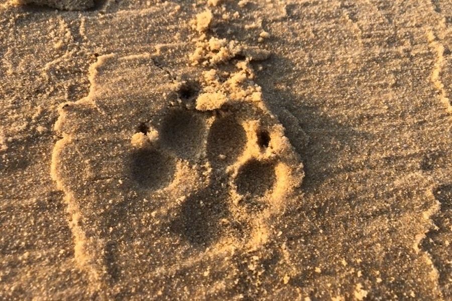 dingo footprint in sand on the beach