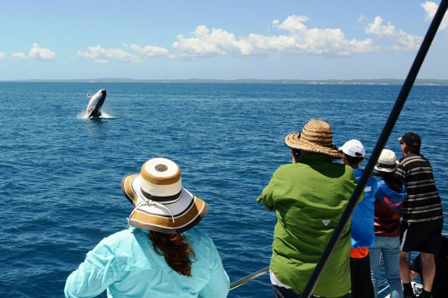 Sailing Whitsundays Hero Image For What to pack for your whale watching tour in Hervey Bay