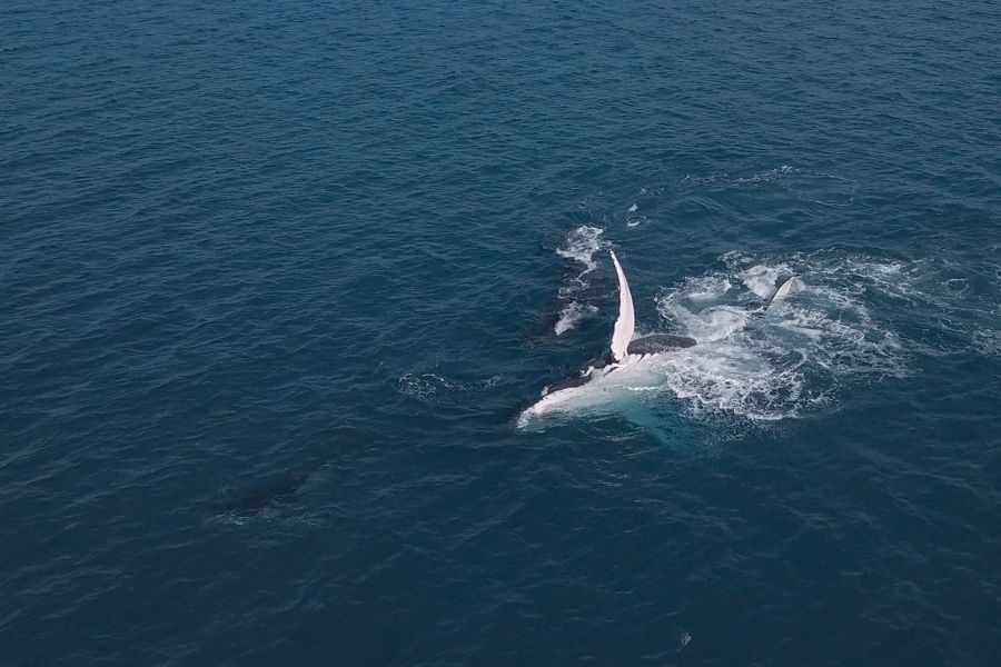 whale with fin in the air