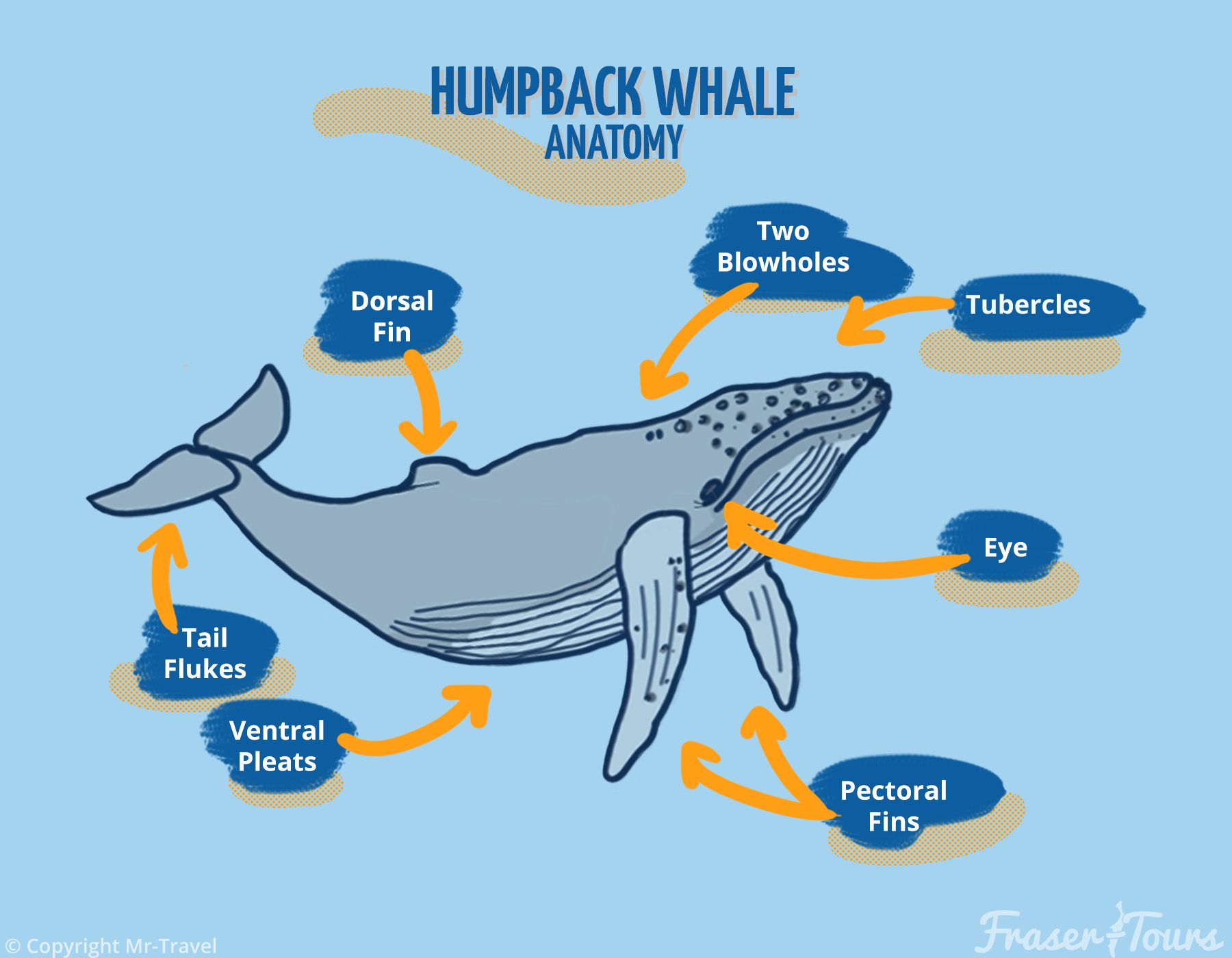 Humpback Whales Anatomy