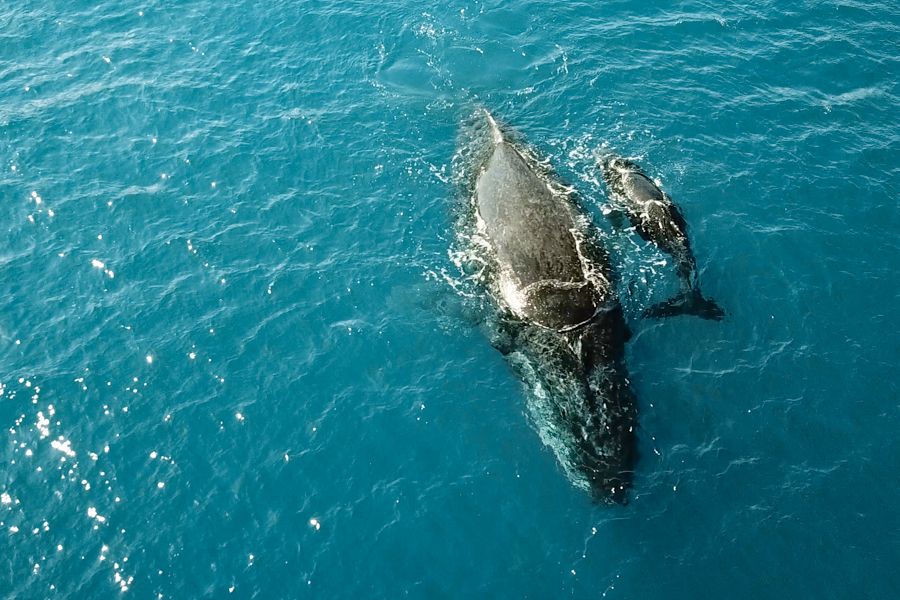 whales, fraser island