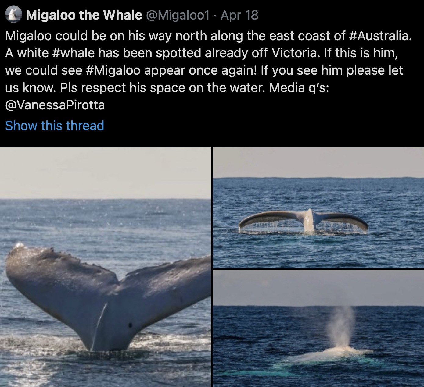 migaloo the white whale