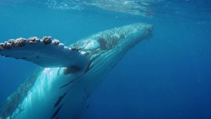 Humpback Whale closeup in Hervey Bay waters