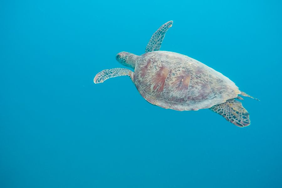 Green Sea Turtle Snorkelling in the Great Barrier Reef, Whitsunday Island