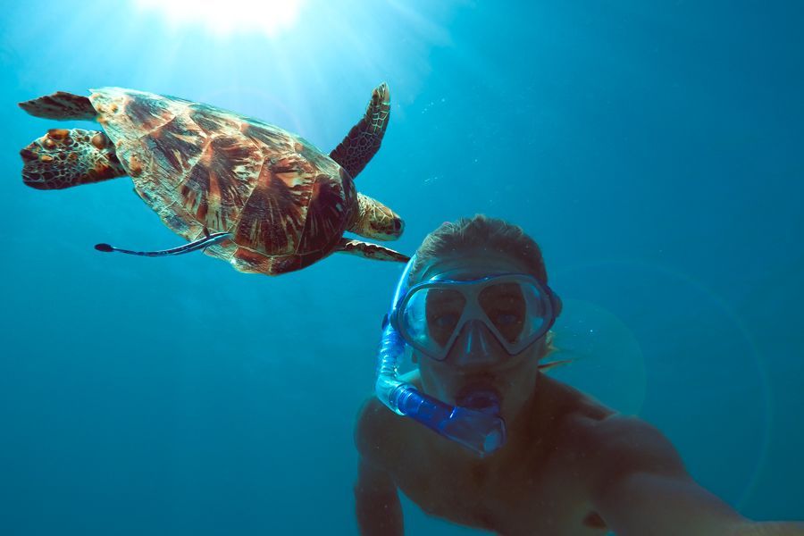 Green Sea Turtle in the Great Barrier Reef, snorkelling in the Whitsundays