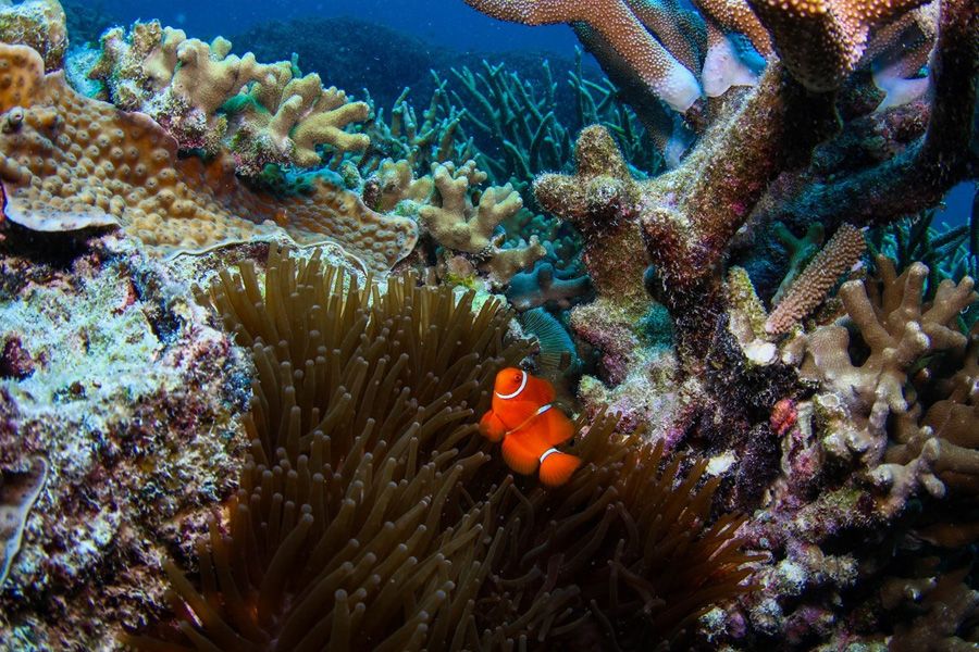 Where To Snorkel In The Whitsundays | Whitsunday Catamarans