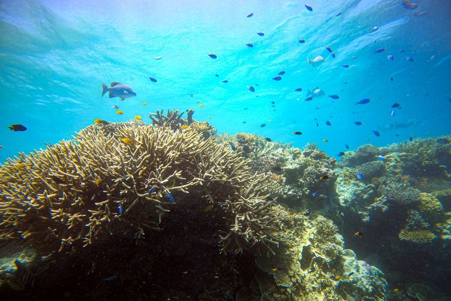 The Great Barrier Reef Snorkelling, The Whitsundays