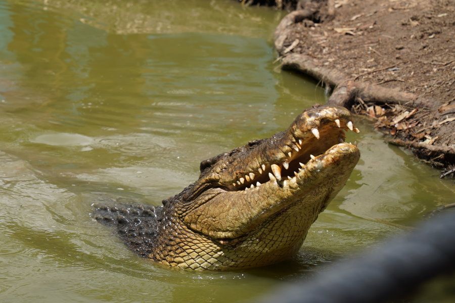 Are there Crocodiles in Airlie Beach